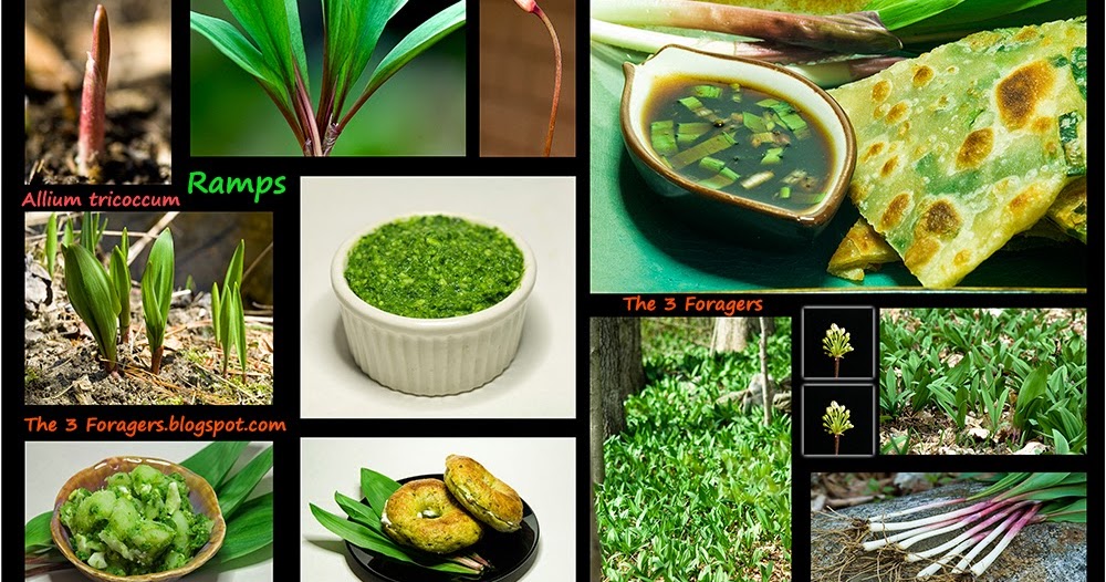 The 3 Foragers: Foraging for Wild, Natural, Organic Food: Ramps Recipe ...