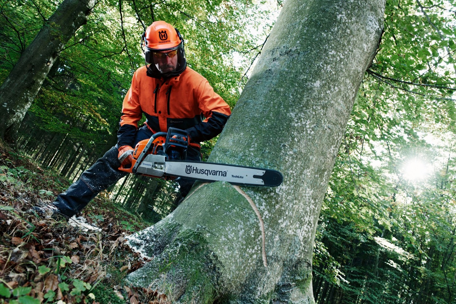 Free Chainsaw Training, tree surgery, tree care, tree advice, tree