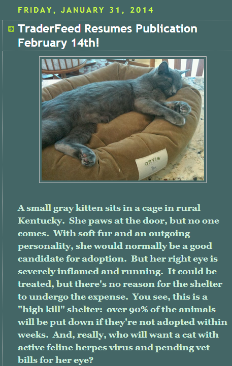 The Daily Trading Coach