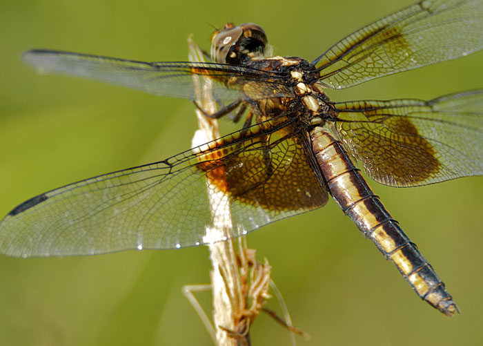 Red and the Peanut A Female Widow Skimmer dragonfly in the high meadow...