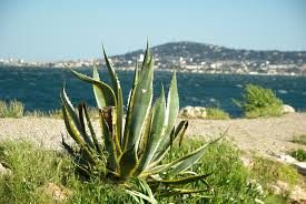 sabır otu agave