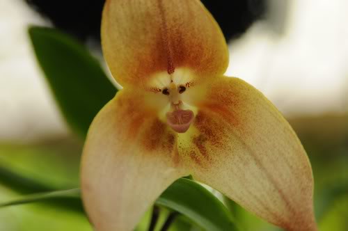 Orquídea Macaco | Orquidário UEL