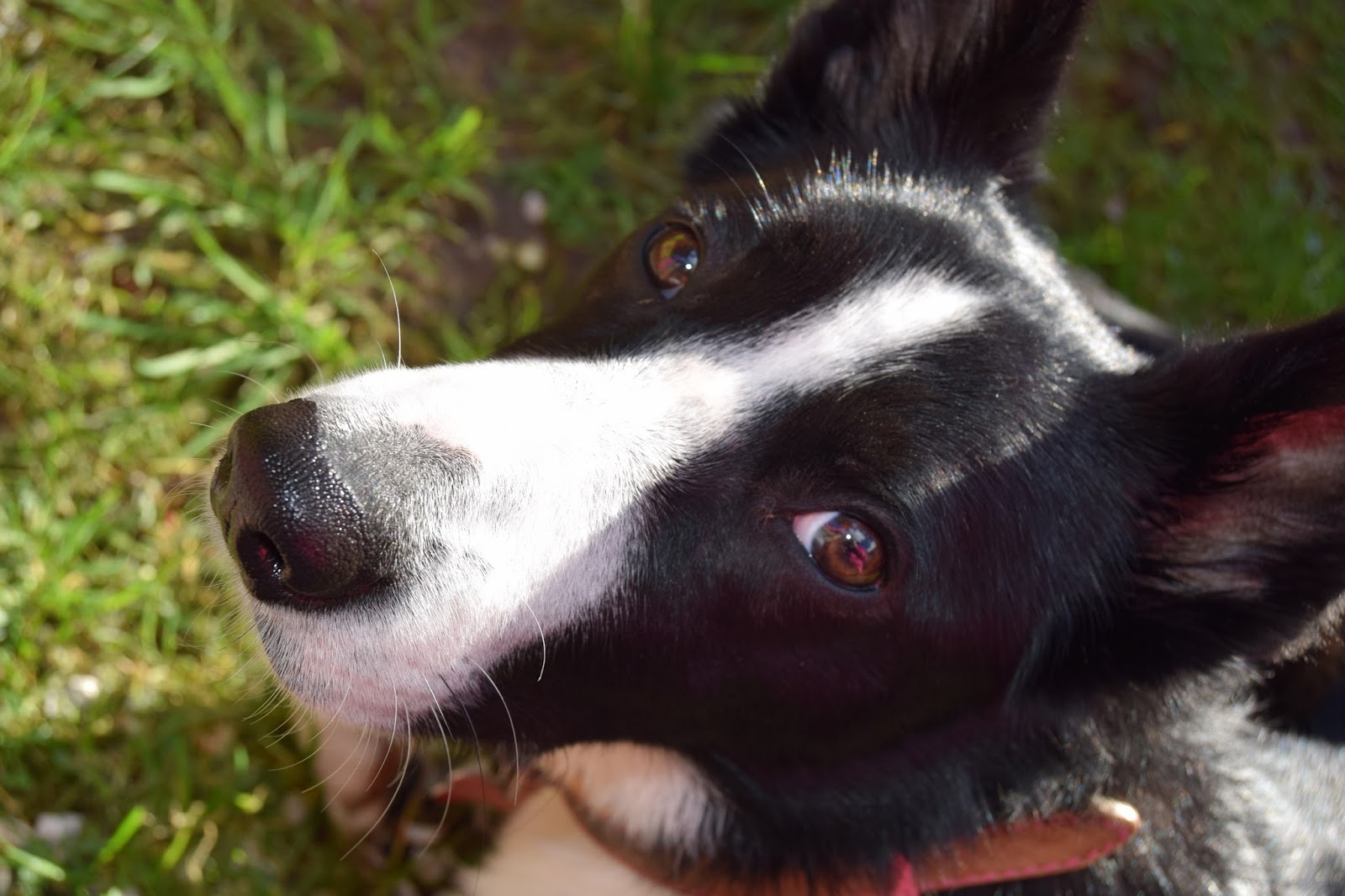 Happy Pet Day: Mollie The Border Collie