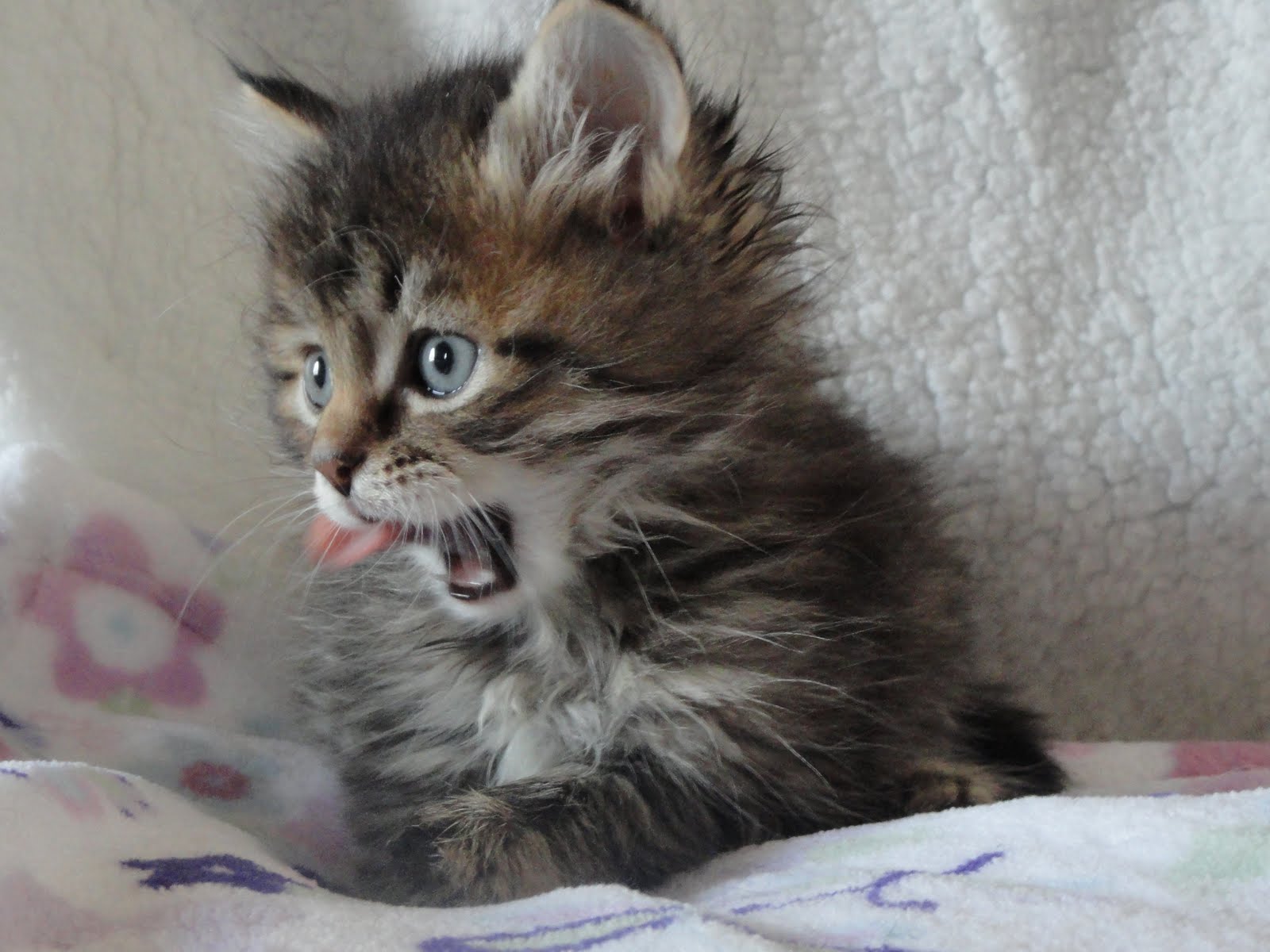Prekrasne Siberian Cats Dash at 6 weeks!