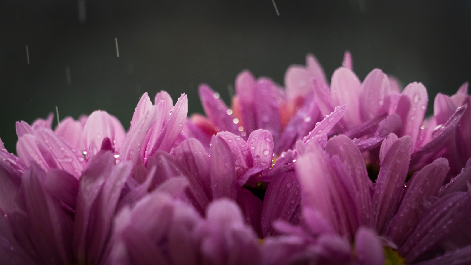 Purple Flower With Water of Rain Drops