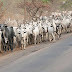 Herdsmen killings: Government speaks from both sides of the mouth