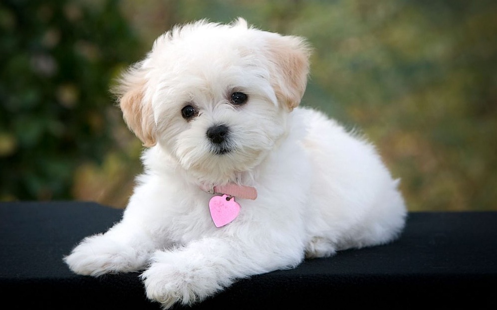 31 Mimpi anjing kecil