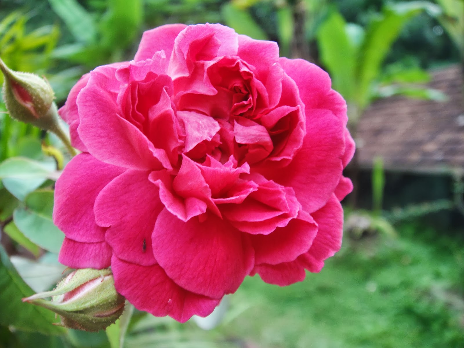 Sri Lanka Most Beautiful Flowers mihisaraTUBE