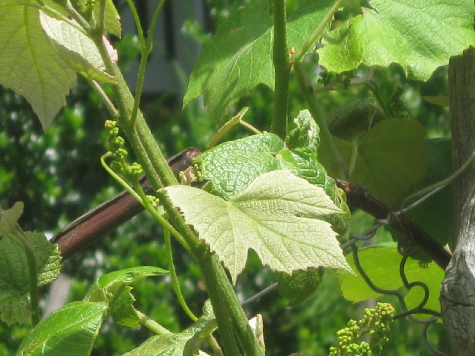 Wonalixia© Bittersweet: NACIMIENTO DE UN VINO (Viticultura y