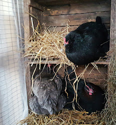 coop eggs chicken winter daily keep supplemental adding against case lay hens