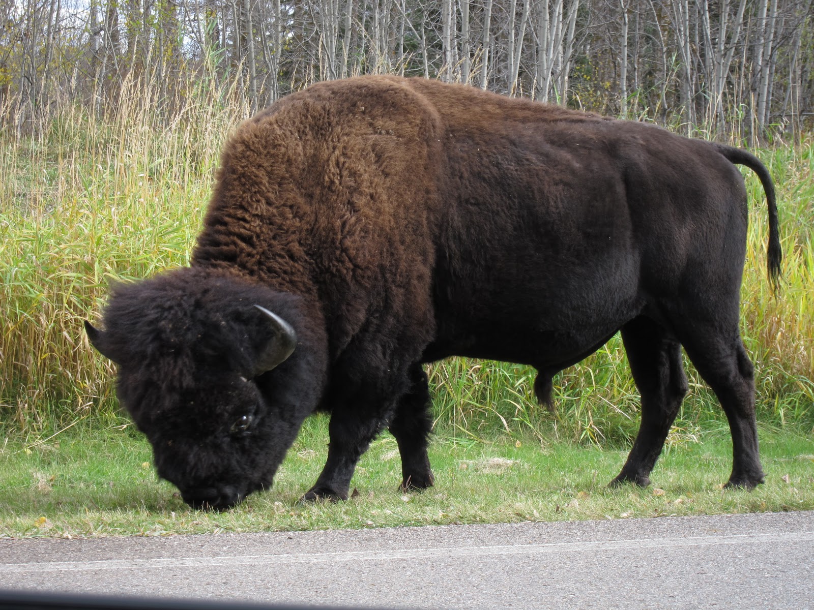 Essayeh Bison sanctuaries Elk Island and Wood Buffalo National Parks