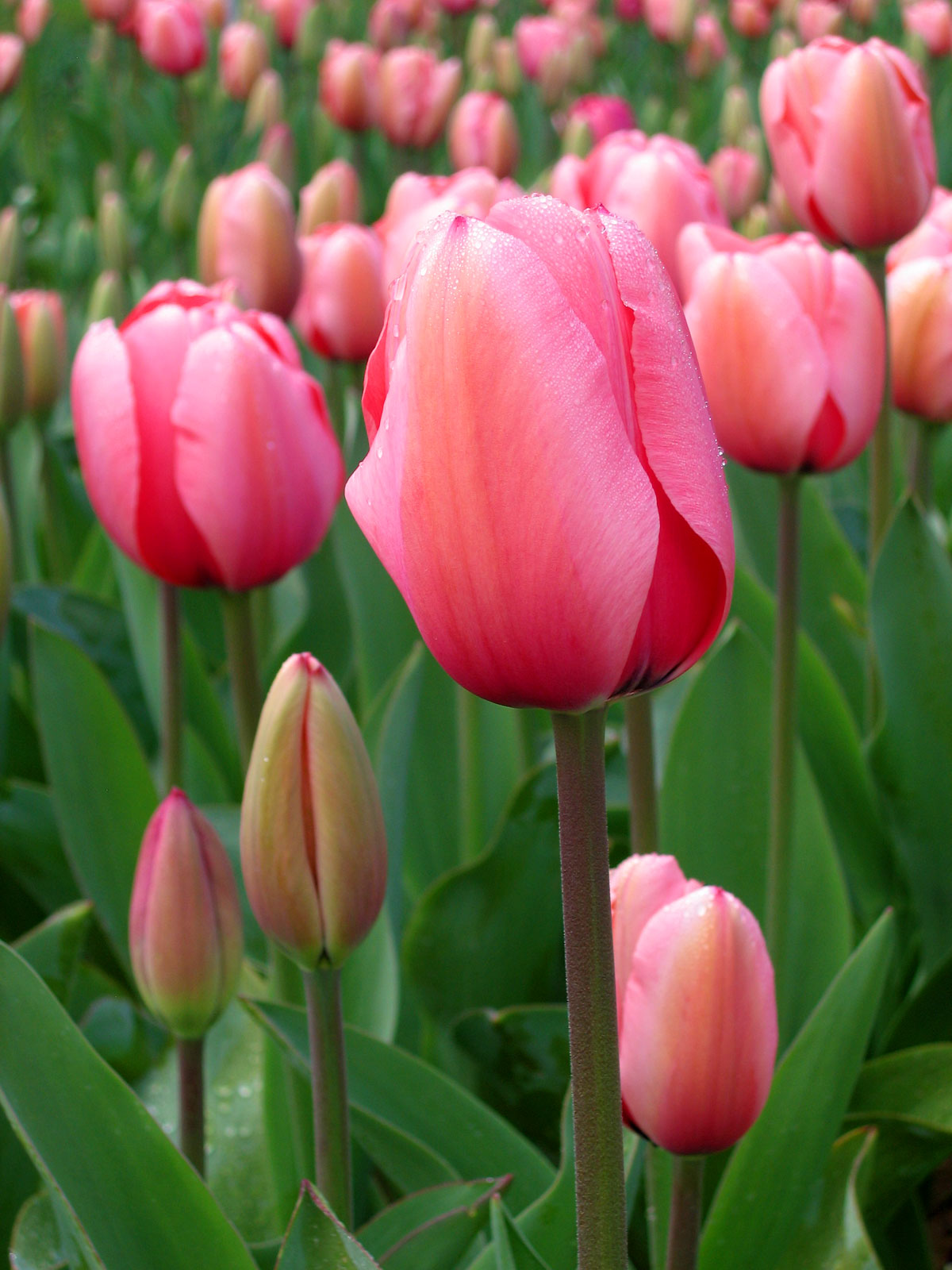 flowers-in-moscow-tulip-holland-flower