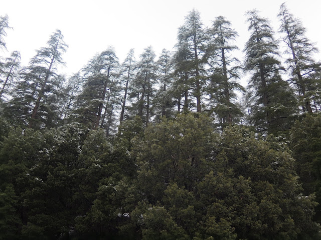 Bosques de Cedros hacia Oum Er-Rbia
