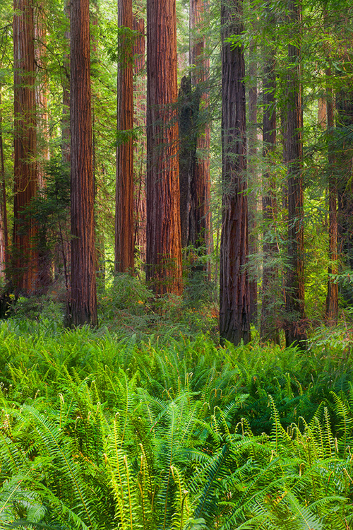 Download this Redwood Forest Northern California picture