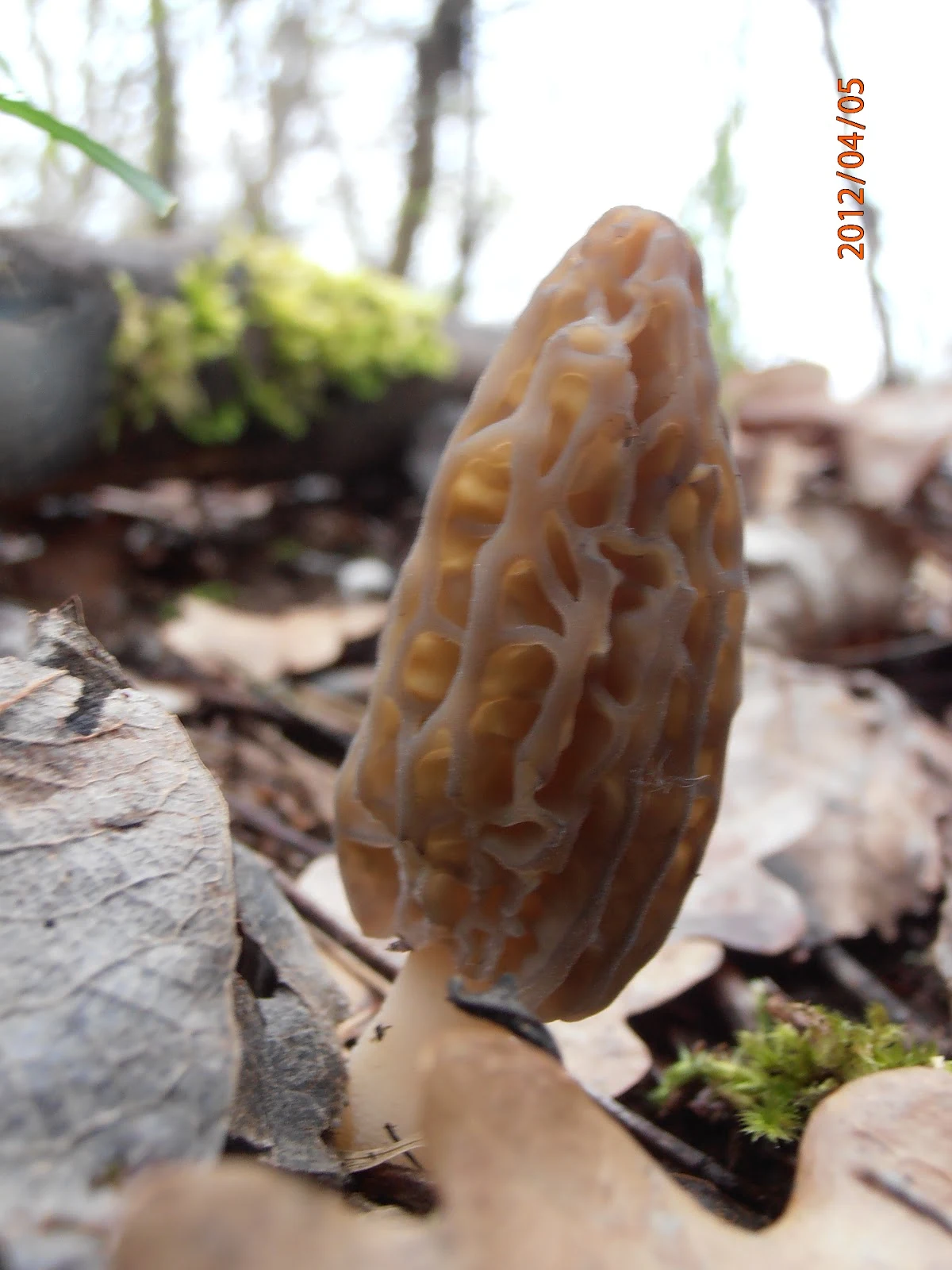Nouvelle pousse de morilles ! - Terra Morchellarum