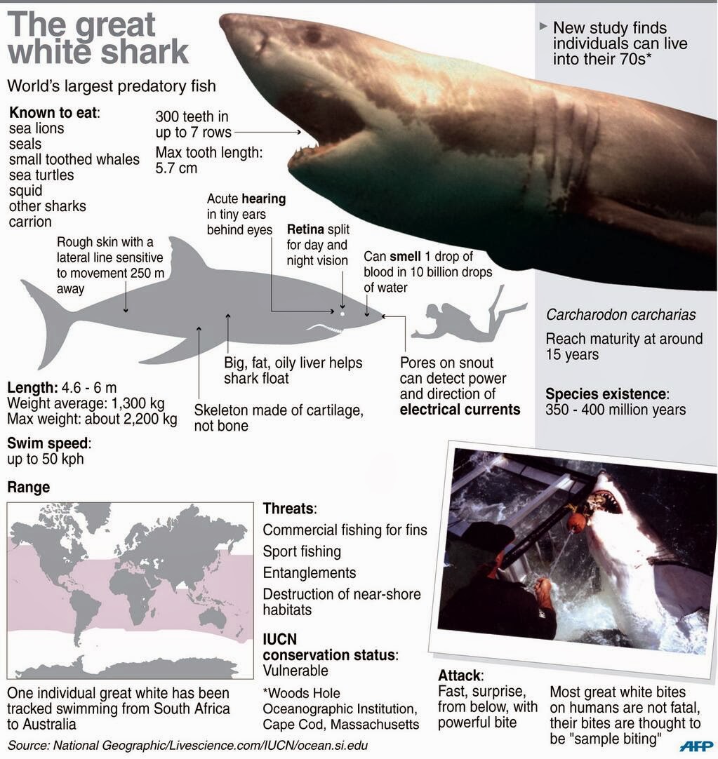 Cempaka Maritime, Marine and Fisheries: For sharks, old age may be 70