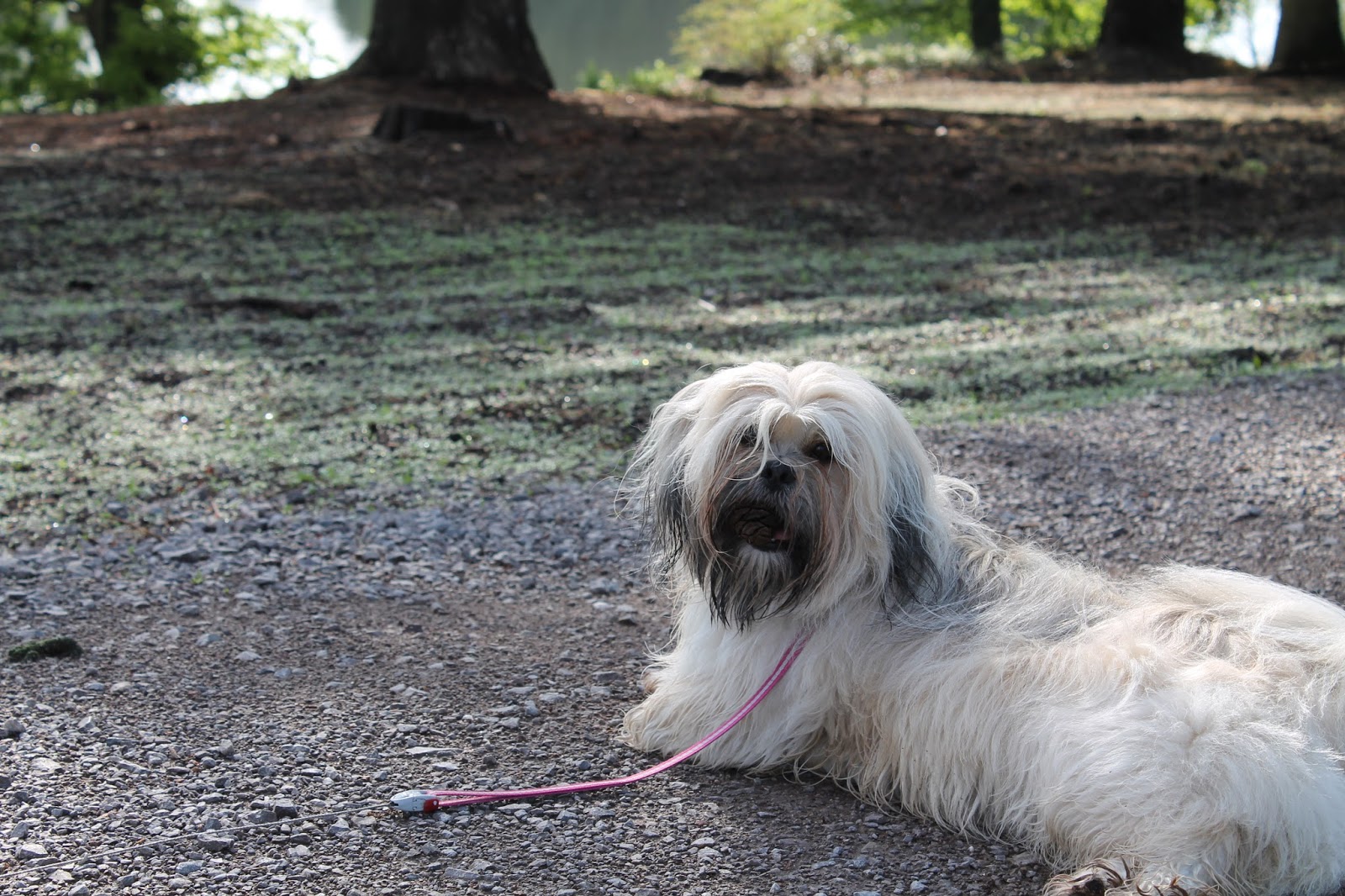 Trentham Gardens The Trentham Estate Staffordshire Paws across