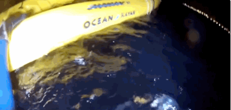 Funny animal gifs - part 92 (10 gifs), seal jumps into a boat