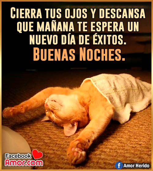 imágenes graciosos de gato buenas noches imágenes graciosos de gato buenas noches