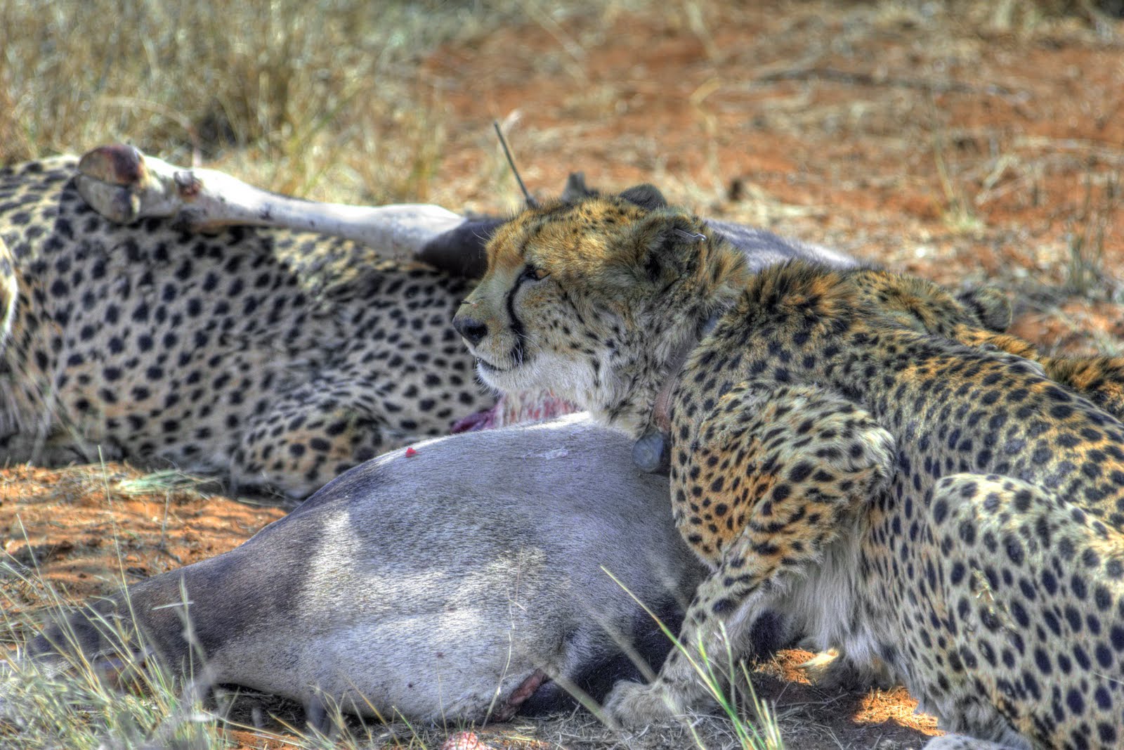 Cheetah News Why are predators important?