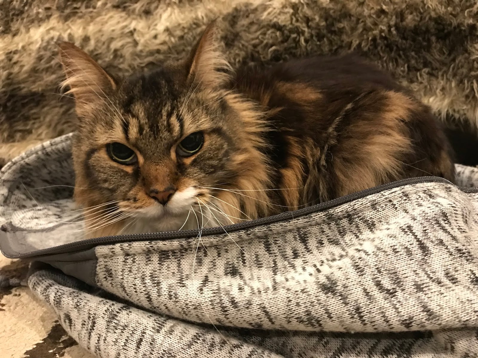 ねこバー Bar 脱ぎ捨てた服の上