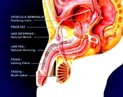 di dalam penis terdapat saluran yang disebut uretra. saluran ini berfungsi untuk