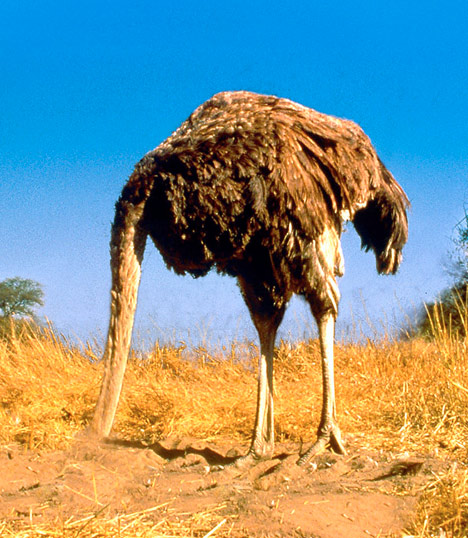 [Image: ostrich_head_in_sand.jpg]