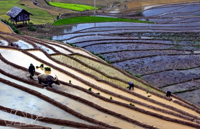 VOYAGES AU VIETNAM ET AILLEURS: Culture : Le repiquage du jeune riz à ...