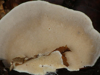 Trametes hirsuta DSC68583