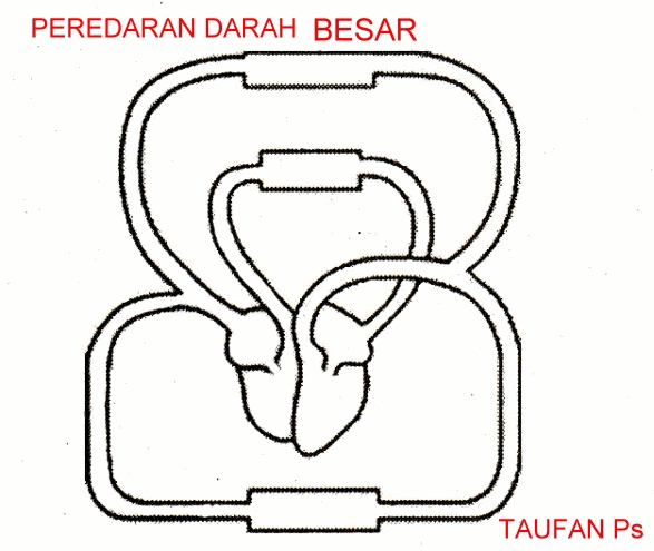 SDN Mintaragen 2: PEREDARAN DARAH MANUSIA