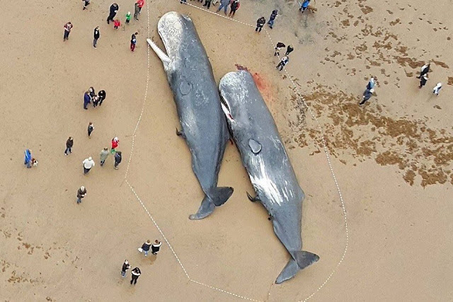 beached sperm whales dead