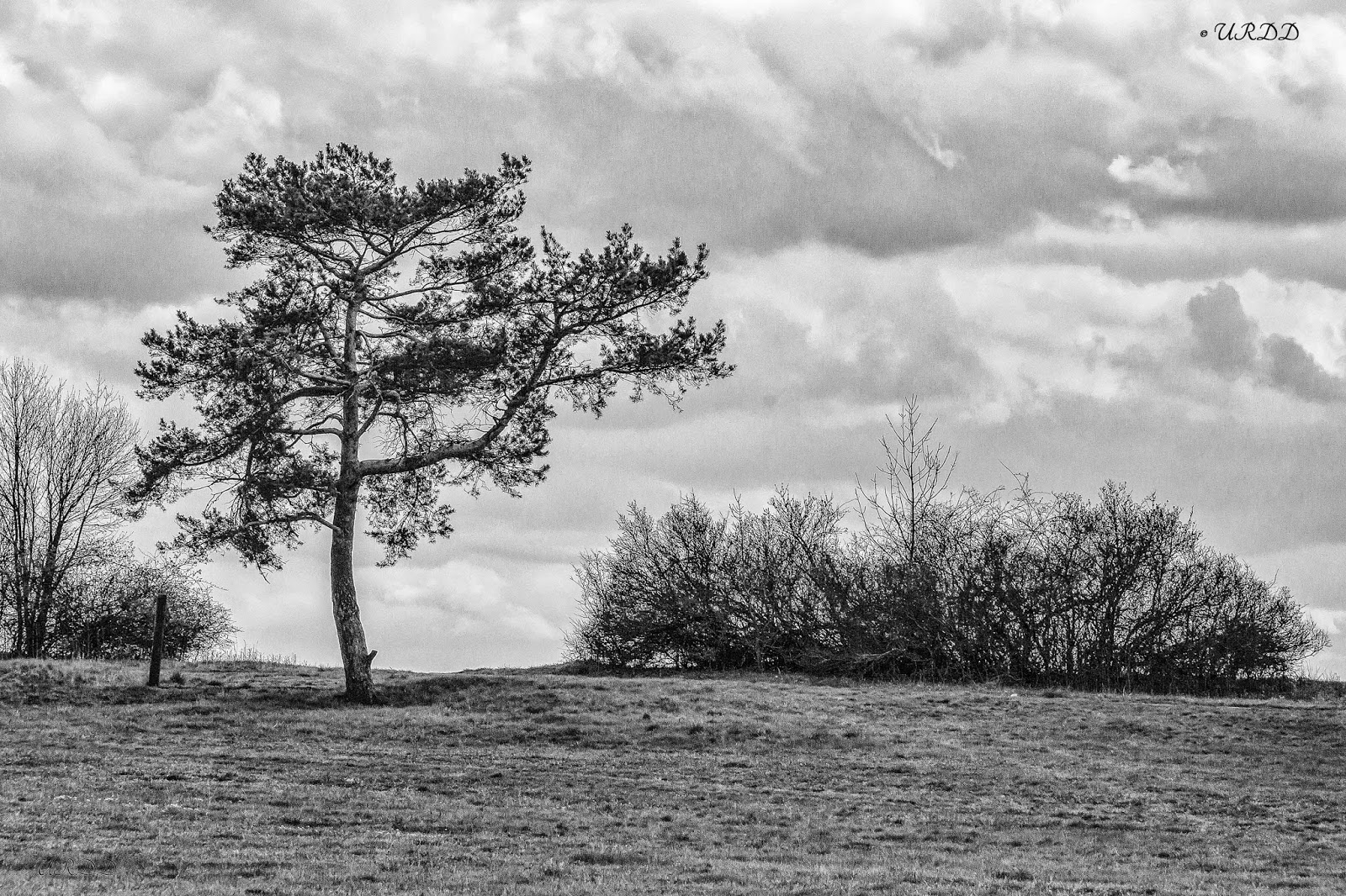 Litterae Artesque Wangenheim Inge V Spaal