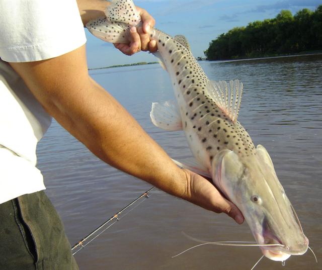 Anecdotas de pescadores Surubi Atigrado y Pintado