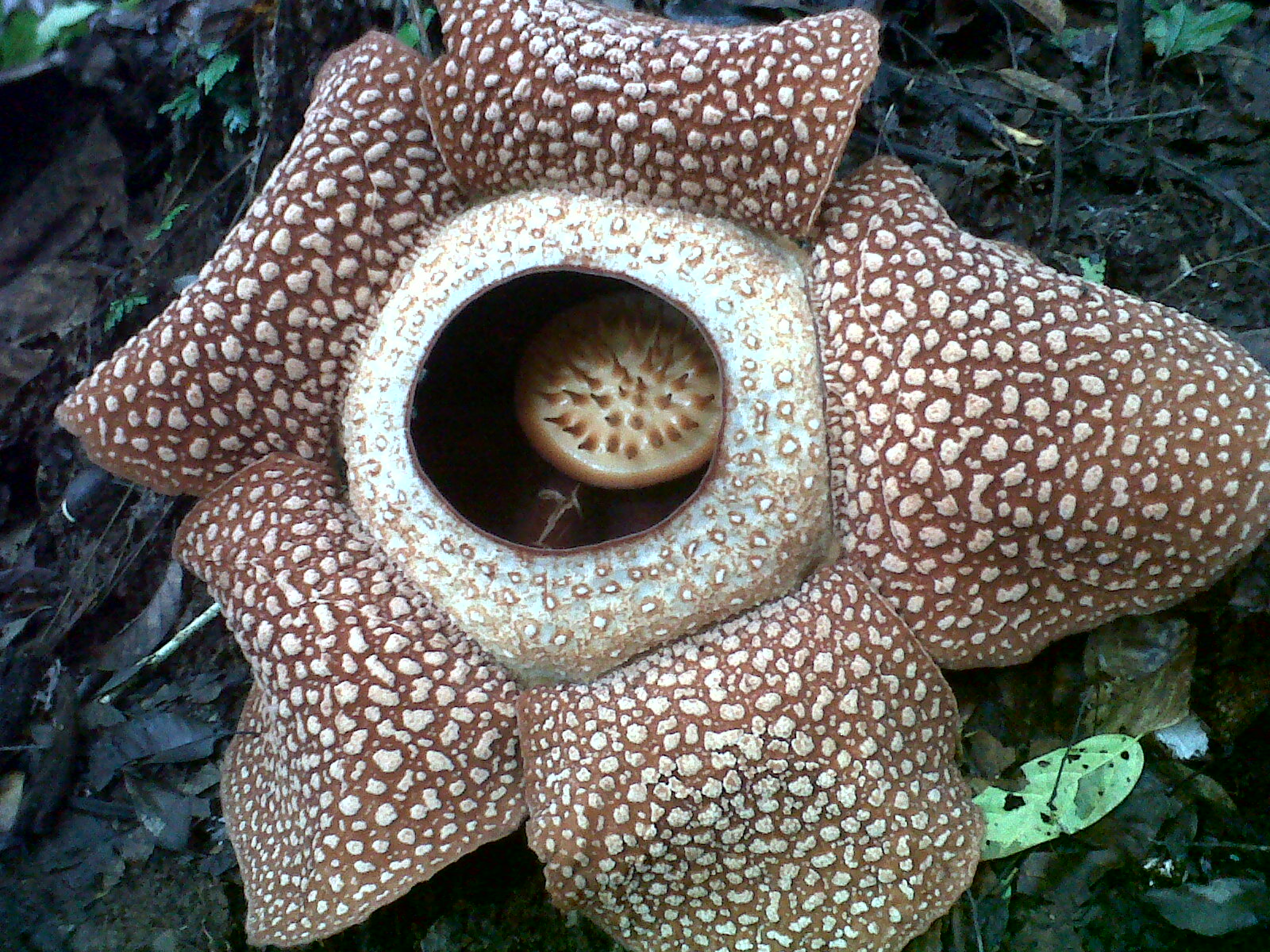 Perjalanan Kami Bunga  Rafflesia  Arnoldi 