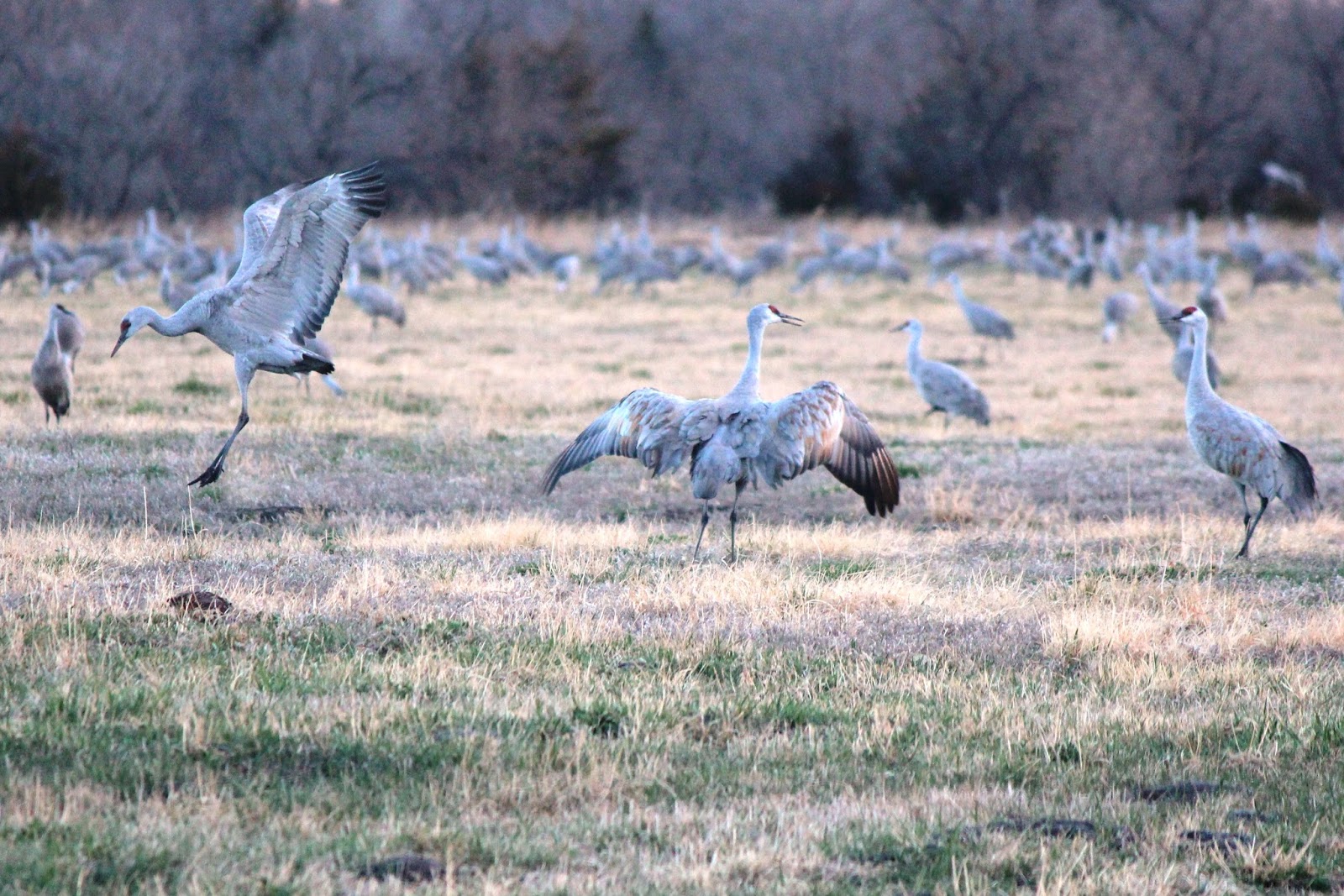 Know Nebraska Sandhill Cranes in the North Platte Area