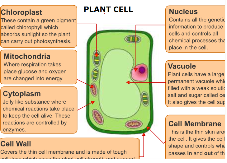 MATOKEO YA MITIHANI Examination Results Cell Structure and Organization