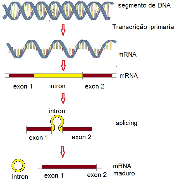 TecnoBio Introns, Exons e Splicing do RNA
