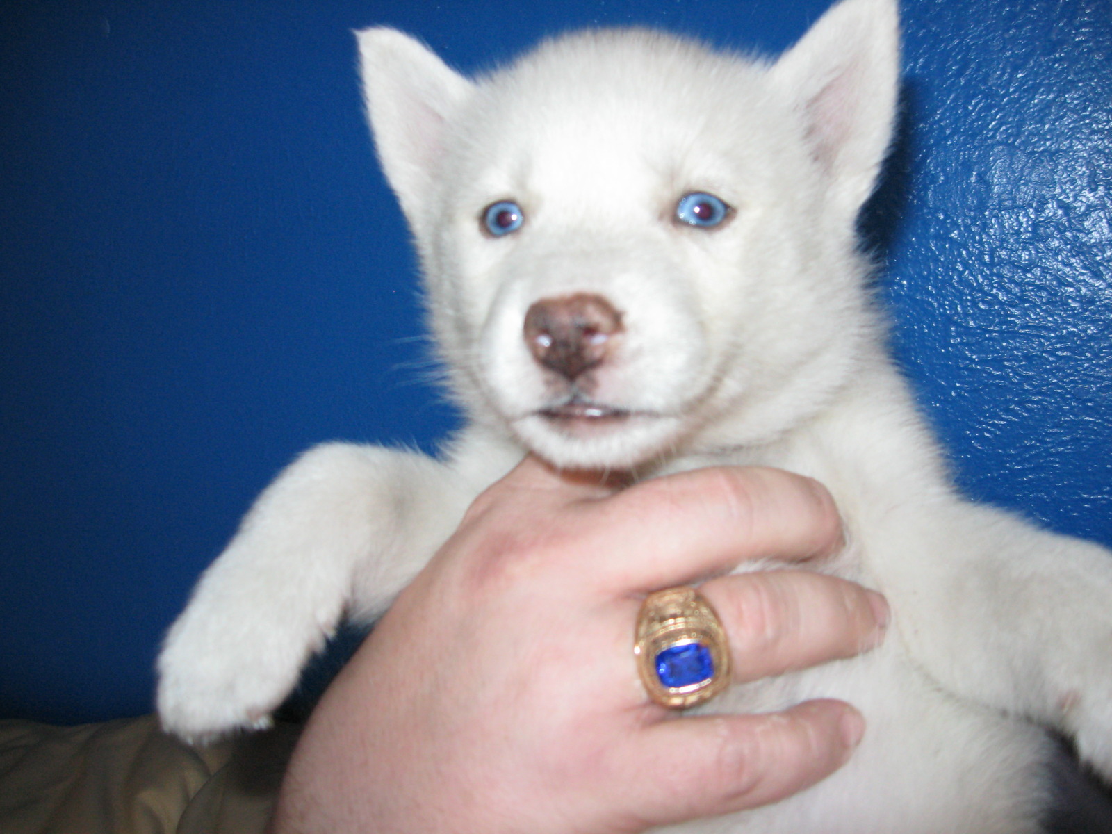 Cute Puppy Dogs: White Siberian Husky Puppies