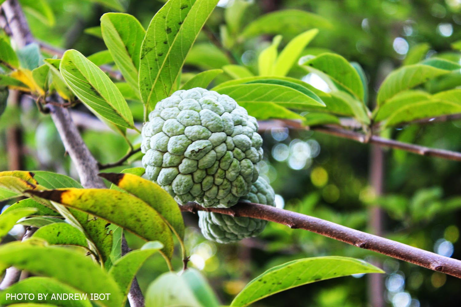 Ako si ANDREW IBOT!: Atis (Sugar apple, Sweet sop)