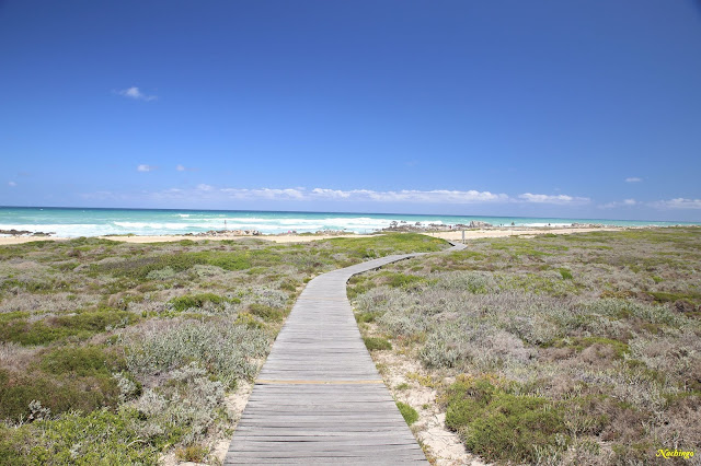 Ciudad del Cabo y Garden Route - Blogs de Sudáfrica - 23-11-18. Tiburón blanco, Cabo de las Agujas y Robertson. (4)