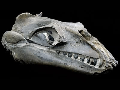 Janjucetus skull