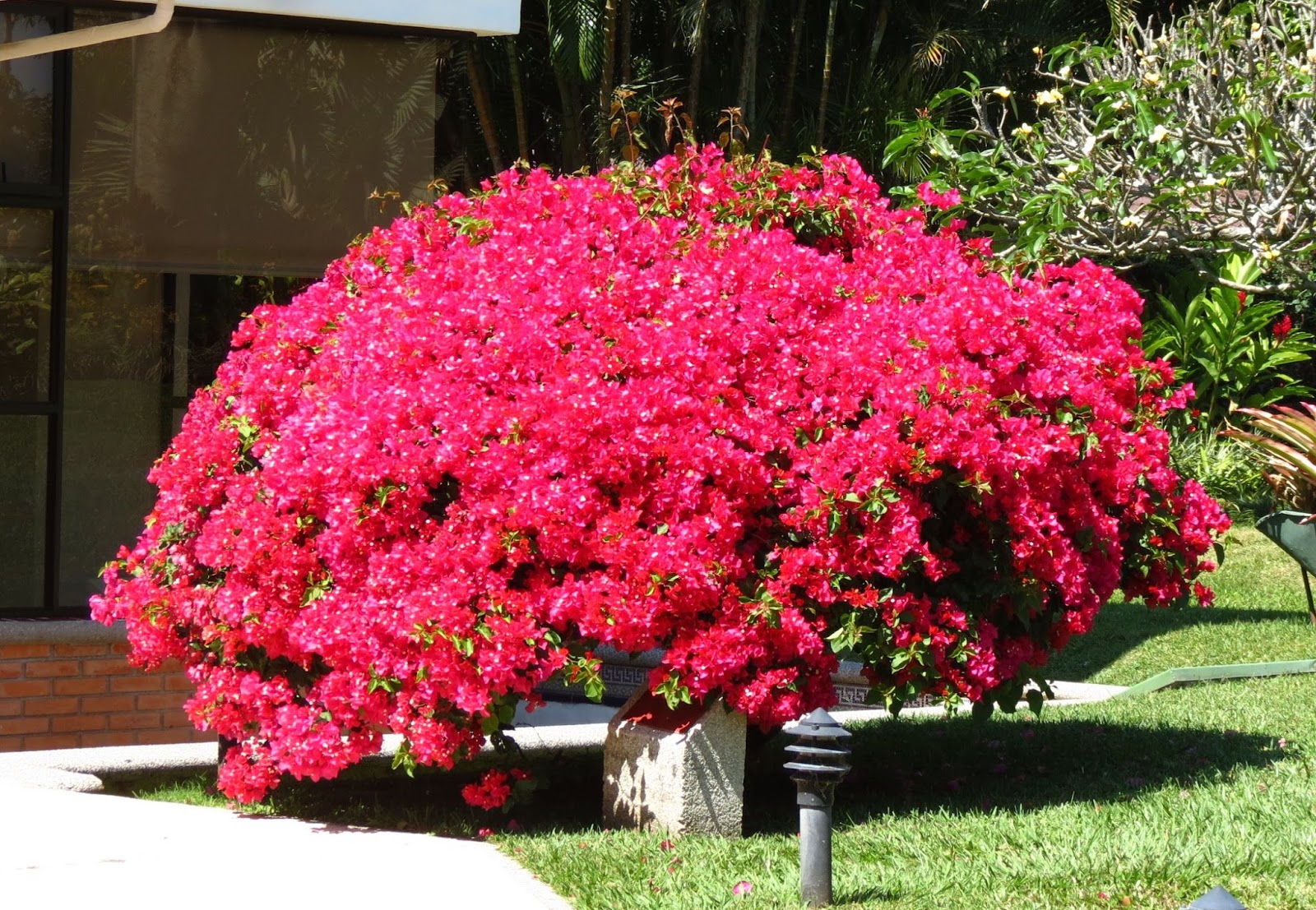 Hotel Bougainvillea, Santo Domingo de Heredia, Costa Rica Travels