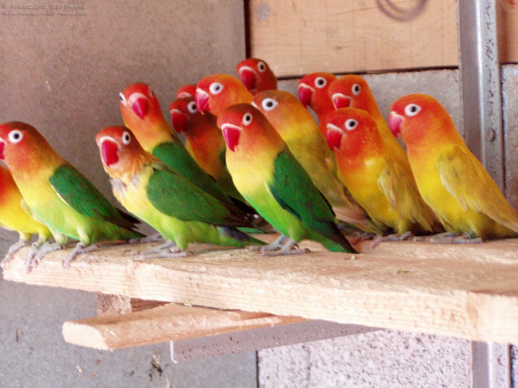 TIPS CARA TERNAK BURUNG LABET LOVEBIRD Freewaremini