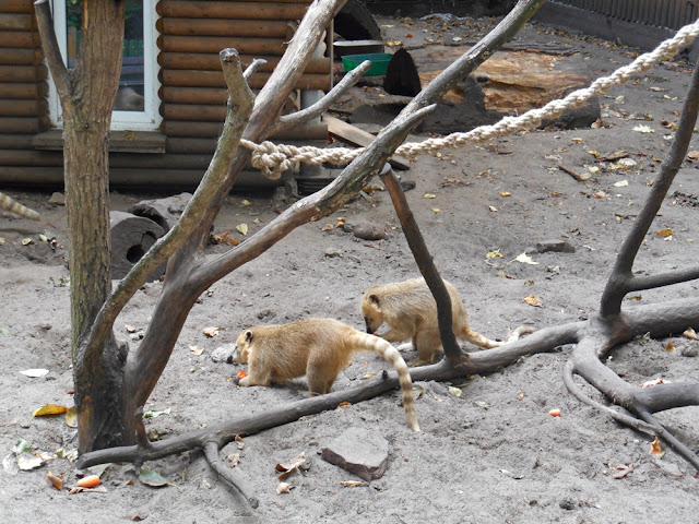 ostronosy rude zwierzęta w zoo Nowy Tomyśl, wybiegi, liny, klatki