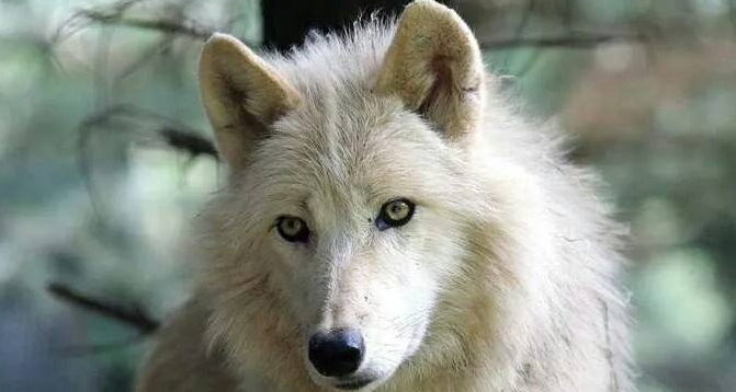 White Wolf : 42 Amazing Truths About Wolves Everyone Should Know