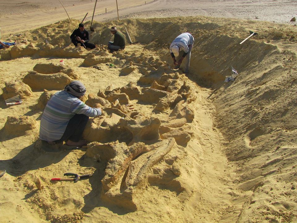 Largest prehistoric whale unearthed in Egypt - The Archaeology News Network