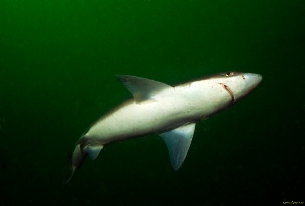 Spiny Dogfish Animal Wildlife