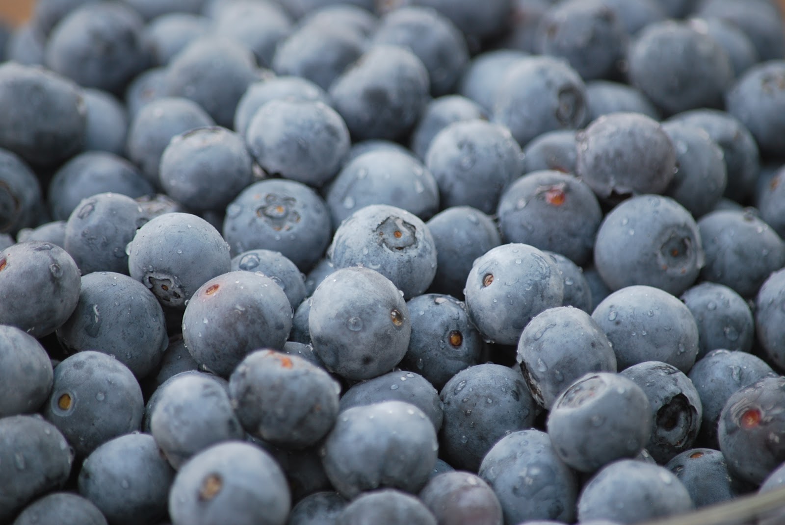 My story in recipes Blueberry Farm