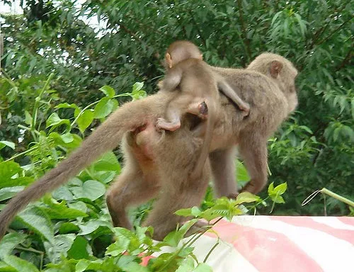 烏山彌猴保護區|台南南化動物樂園景點|烏山臺灣獼猴區