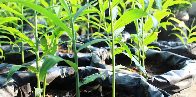 Cara Menanam Jagung di Polybag yang Baik dan Benar Cara Menanam Jagung di Polybag yang Baik dan Benar